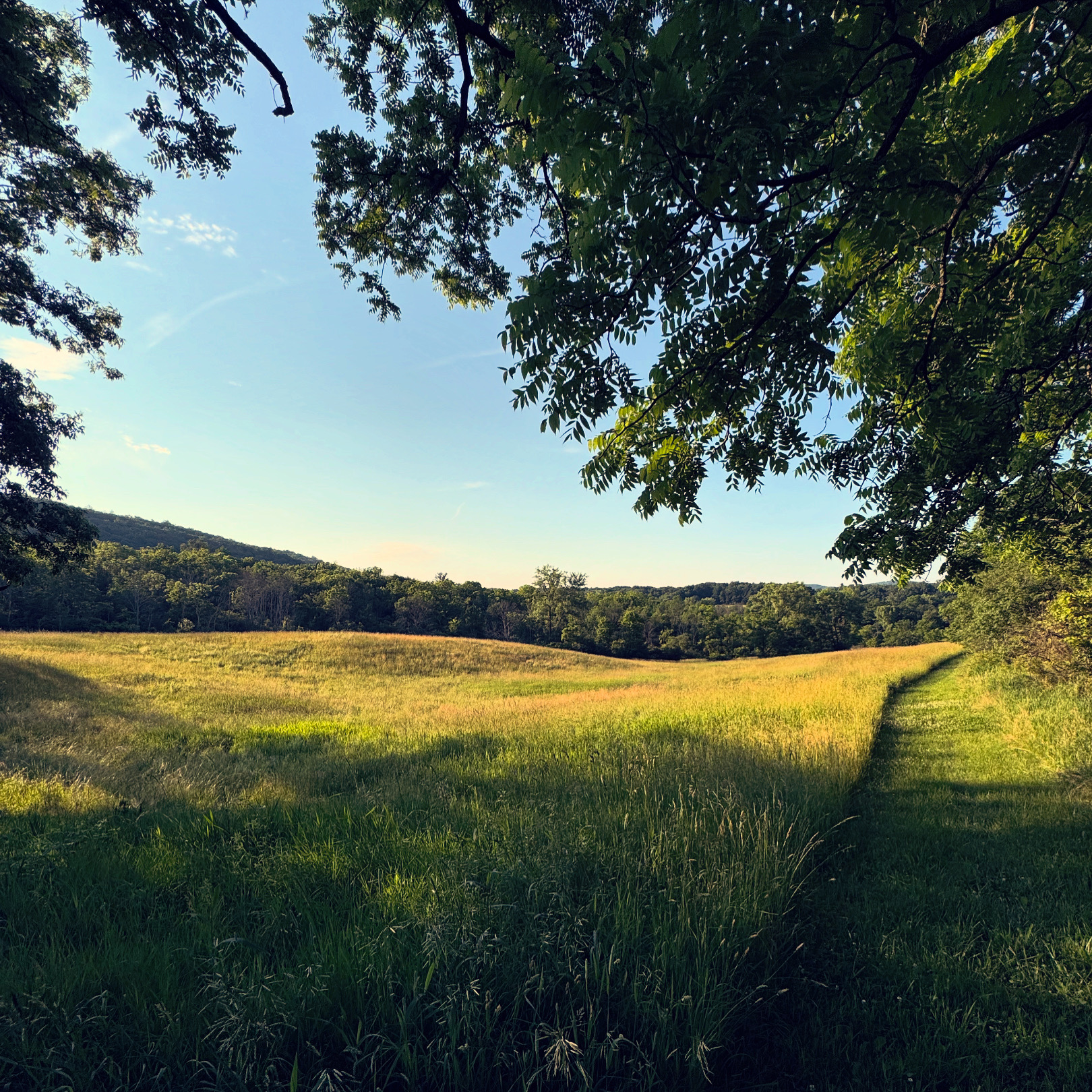 goldenrod inn top field in summer