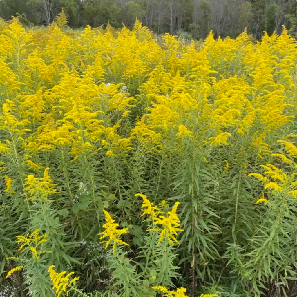 Goldenrod Harvest Season