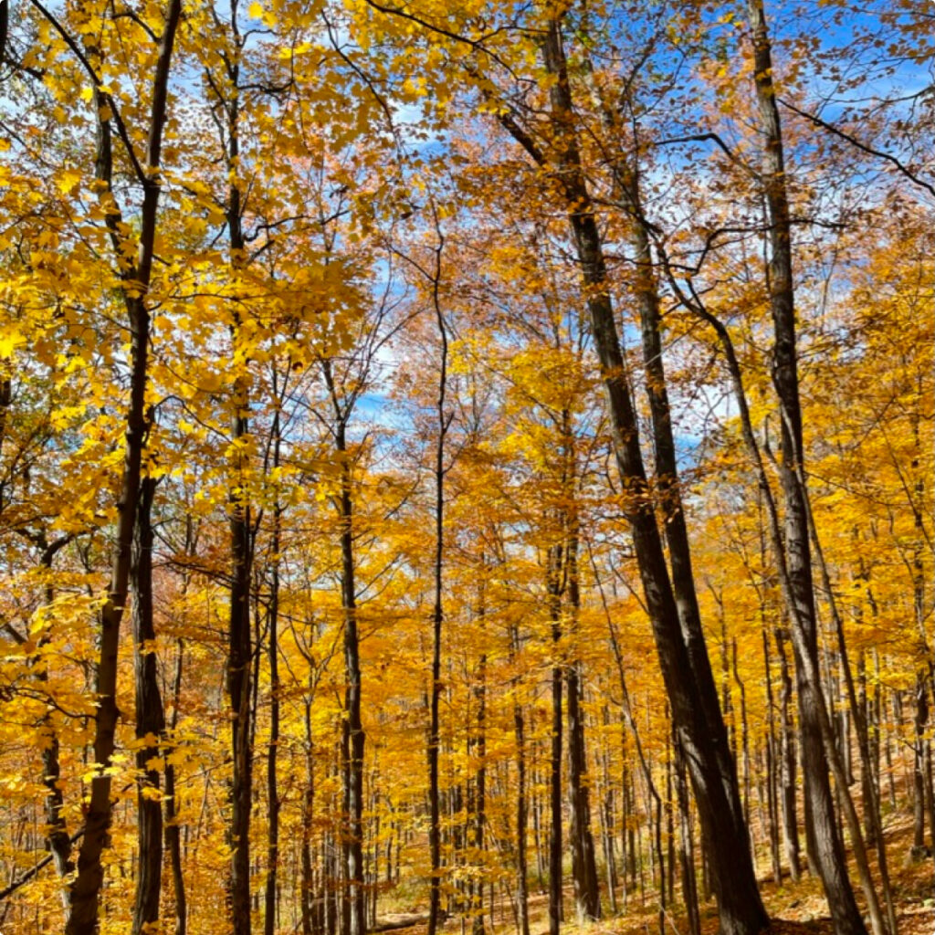 Leaf peeping Cozy Season