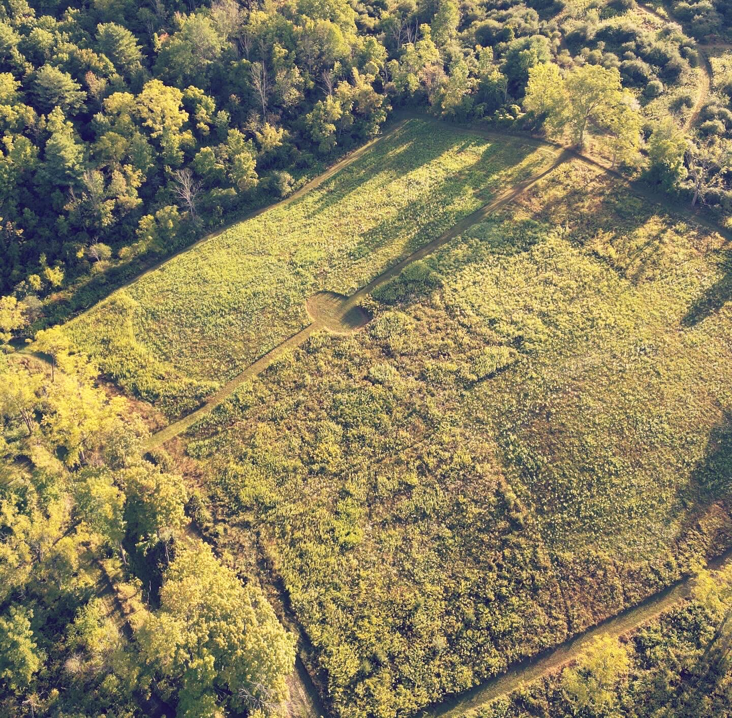 future home of goldenrod inn Field in summer