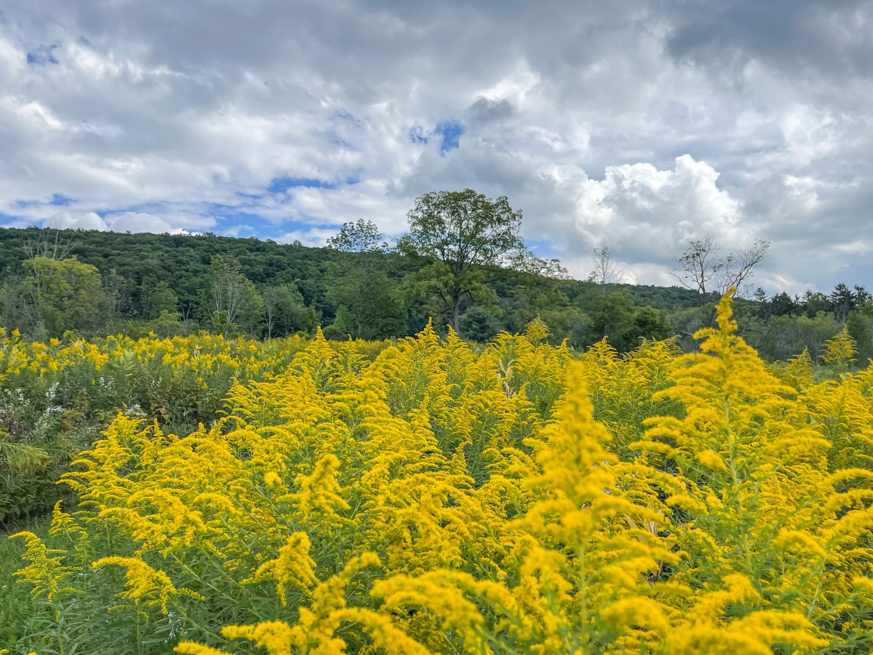 goldenrod plants field view