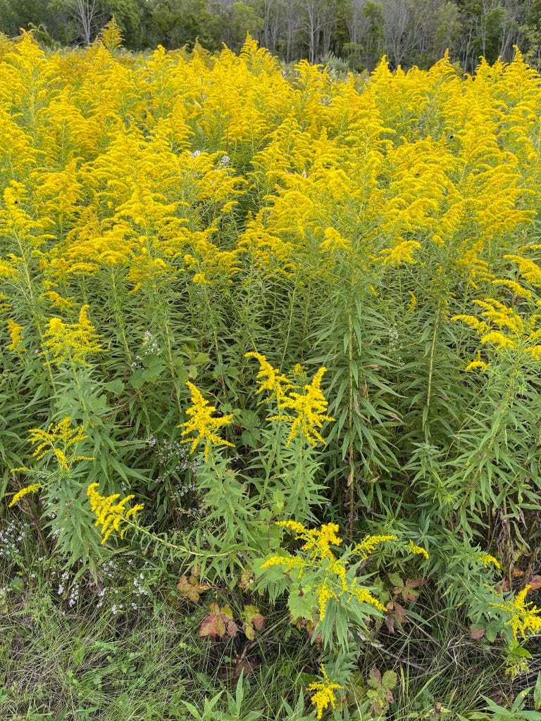 goldenrod plants portrait