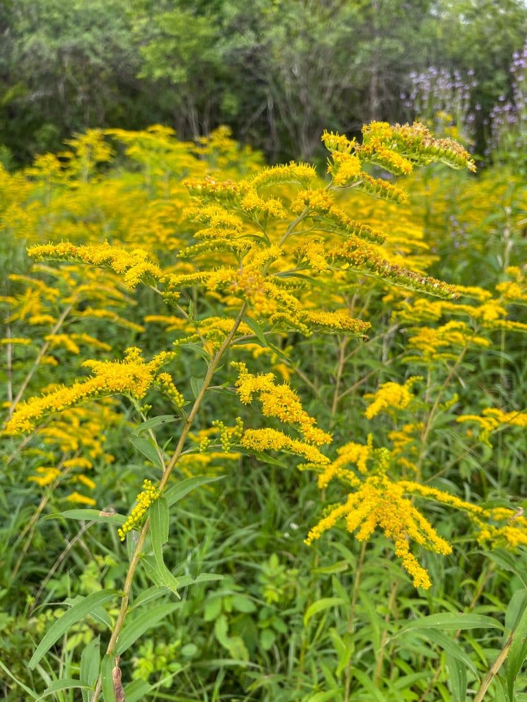 goldenrod plants closeup