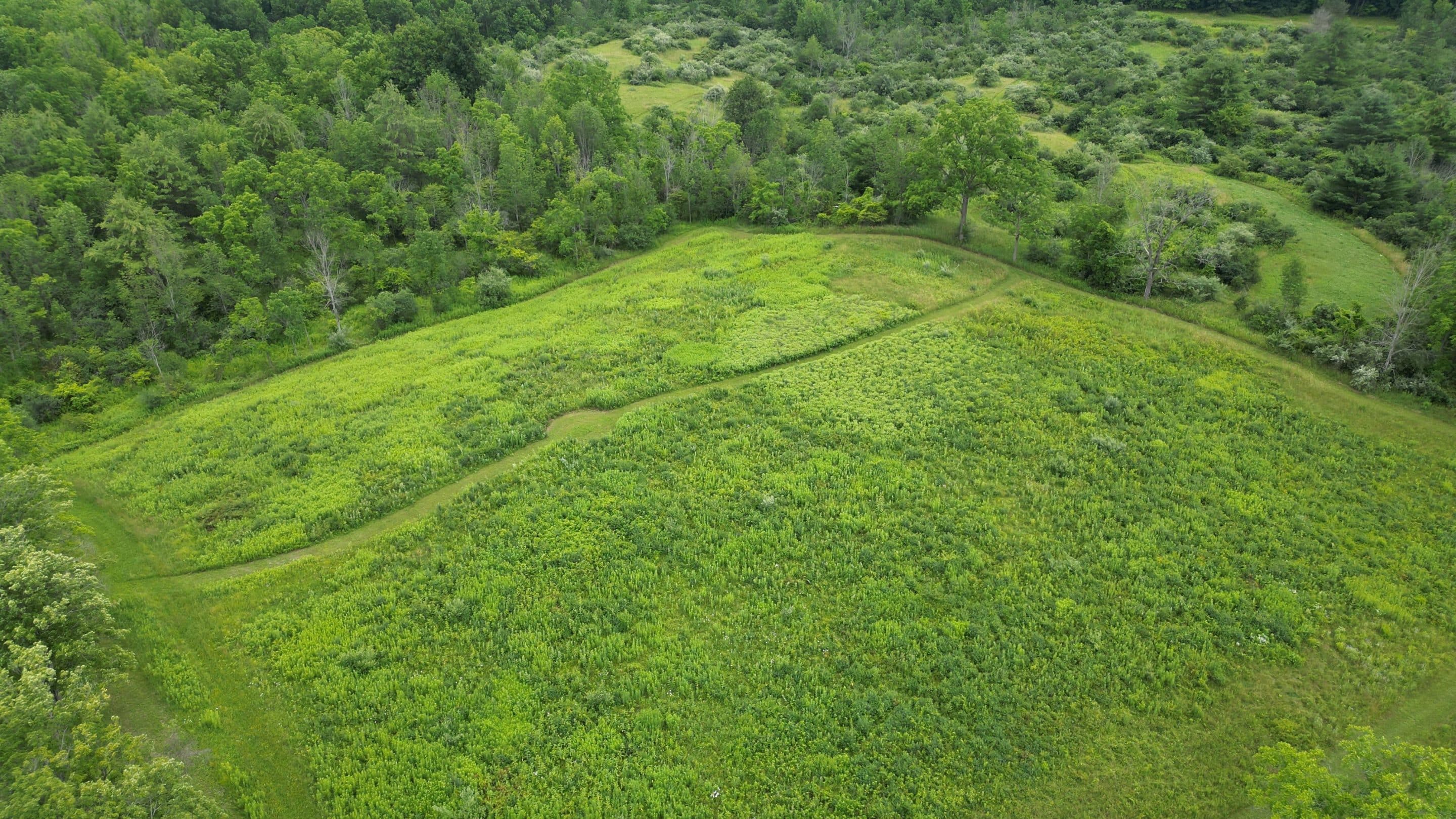 goldenrod inn - open field of green